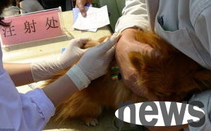 Dogs have no effect after being vaccinated. What is the reason for the failure of dog vaccine immunity?