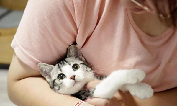 Seven precautions for cats when using deworming medicine, must-see for beginners to keep cats!