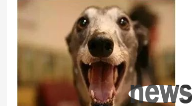 The dog is sick, and the owner needs to do these 5 things