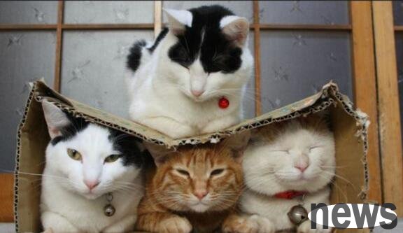 Six principles that need to be adhered to when training cats