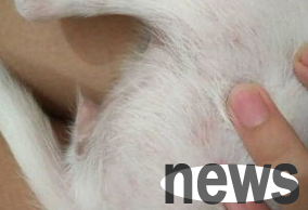 How to treat eczema when dogs suffer from dogs?