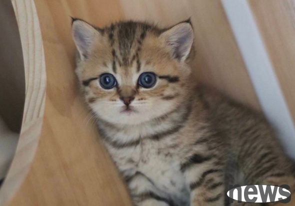 How to treat and prevent gingivitis in cats? Come and have a look