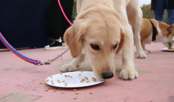 How to induce vomiting and first aid after dogs swallow poisons?