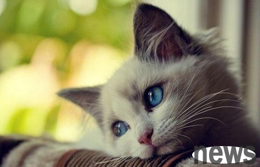 How to deal with high incidence of pets in winter? Come and get it