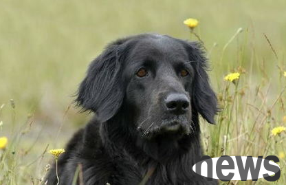 What are the dangers of eating onions for dogs! Come and find out