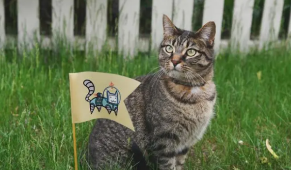 Cats seem to have lost their vision? Be careful when petting cats