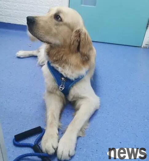What preparations should be made before taking your dog to a pet hospital