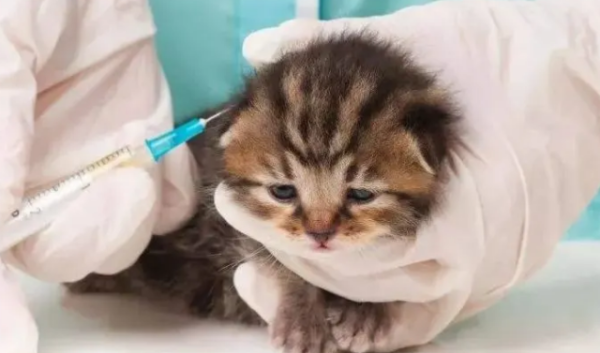 How about cat vaccines?
