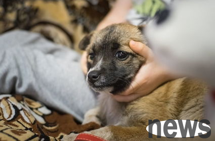 What should I do if a dog is poisoned? What are the solutions?