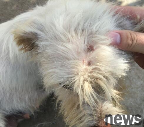 The hazards of blood-sucking worms on dogs and their treatment