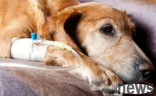 What is pseudorabies? Symptoms and prevention methods of pseudor rabies.