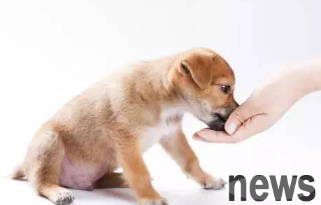 How to prevent dog immunity failure and countermeasures? Come here~