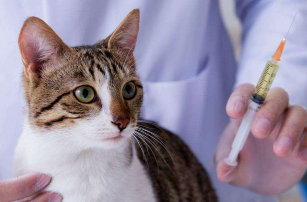 Under what circumstances will cat plague be triggered? Come and see it!