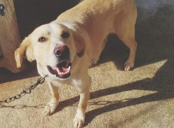The difference and meaning of dog barking