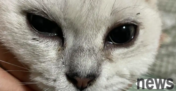 The cat s eyes are crying and can t open it. What s going on