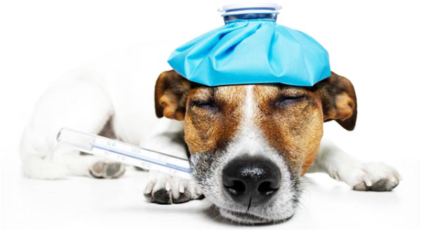 Will human colds be transmitted to pets? You must know if you keep pets!