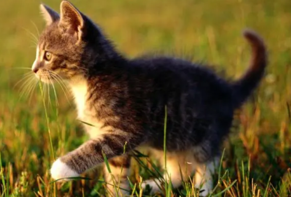 What s wrong with a cat walking unsteadily?