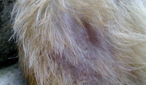 Why do dogs experience pathological hair loss?