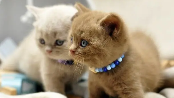 How to judge whether the relationship between two cats is good? What behaviors are there?