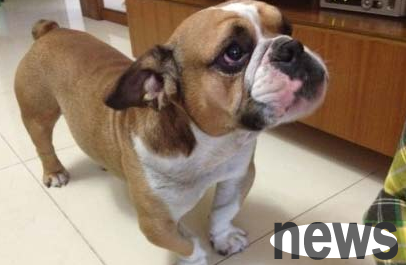 What are the characteristics of dry eye disease in canine? What to do if a dog has dry eye disease?