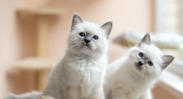 Why do cats lose their cats in the countryside in the end?