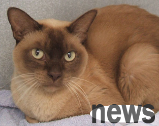Today s answer: How to treat cough in European Burmese cats?