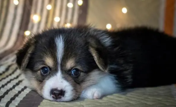 Nutritious skin disease in dogs? What is the treatment?