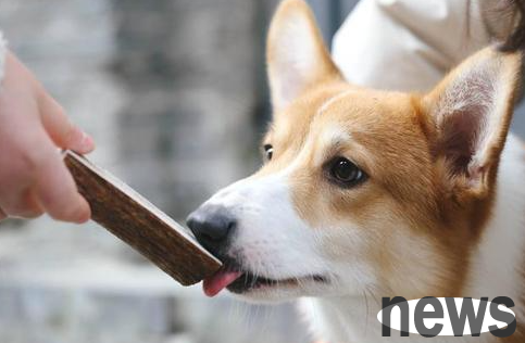 Why do dogs have weak legs? What should dogs do if they have weak legs?