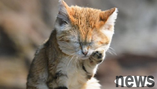 Why do cats like to wash their faces with their hands? There are still many people who don’t know.