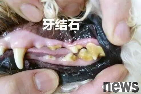 What to do if a dog has tartar?