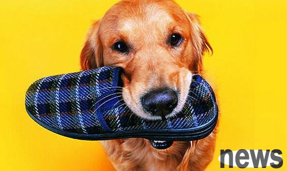 How to cure pica dogs?