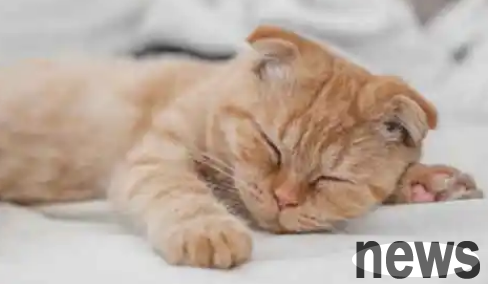 Is the cat purring like it s stuck? why is that?