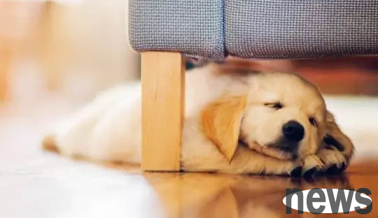 7 must-see precautions for dog sterilization surgery