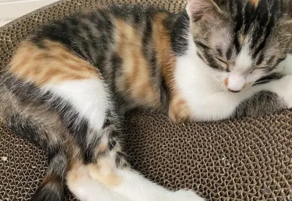 Cats  stomachs rise and fall quickly when they sleep. What is the reason?