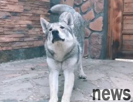 Top 10 Mass Dogs in the World