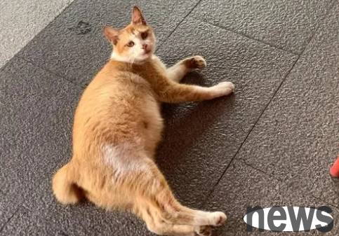 Will cats clingy when pregnant? Come and get it