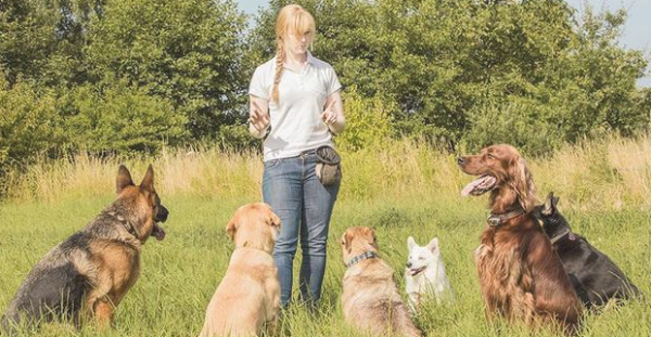 Training dogs must ensure that: love but not favor, strict but not harsh