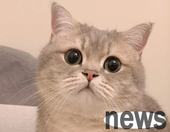 Why do cats call night owls? Read this article