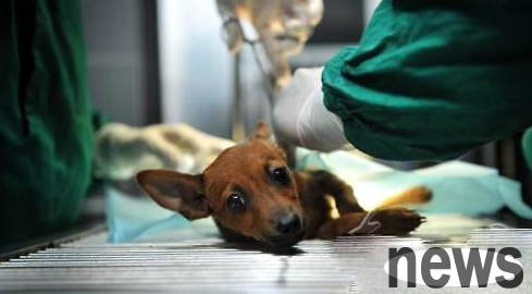 What is early sterilization? What are the benefits of early sterilization?