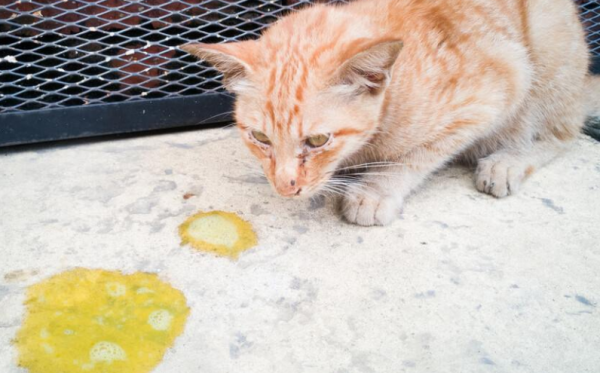 What s wrong with cats spitting yellow water and cat food? You ll know after reading it