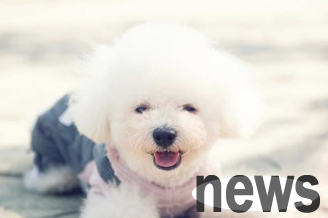 In our country, these 10 species of dogs are the most popular, and you can undoubtedly guess the first place.
