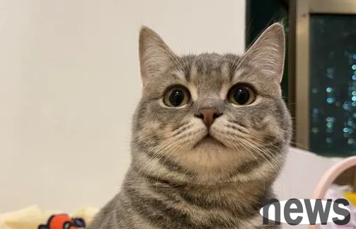 Can cats still get vaccinated when they are two years old? Come and get it