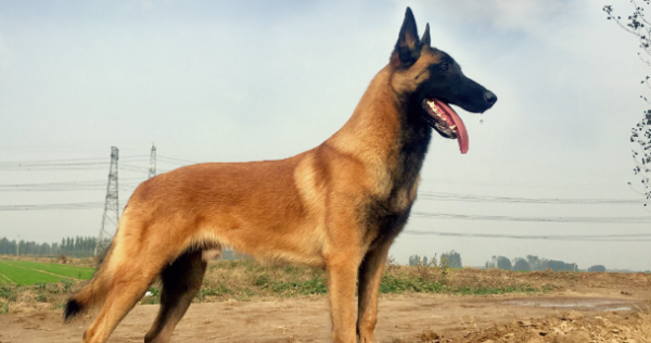 If you want to raise a dog with high IQ, muscle and strong training, then you can choose it.