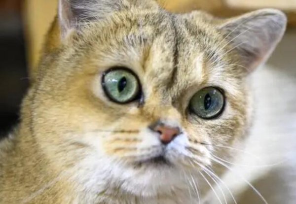 What does it mean when a cat s pupil becomes a line? You ll know after reading it
