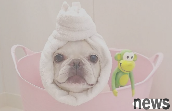 How many days does a dog take a shower? Under what circumstances should pet dogs not take a bath?