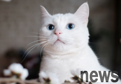 Why can’t stray cats be kept well? Let me tell you in one article!
