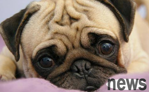 Can dogs still be saved if they have canine distemper?