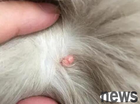 There are small bulging meat on the cat, what s wrong with it?