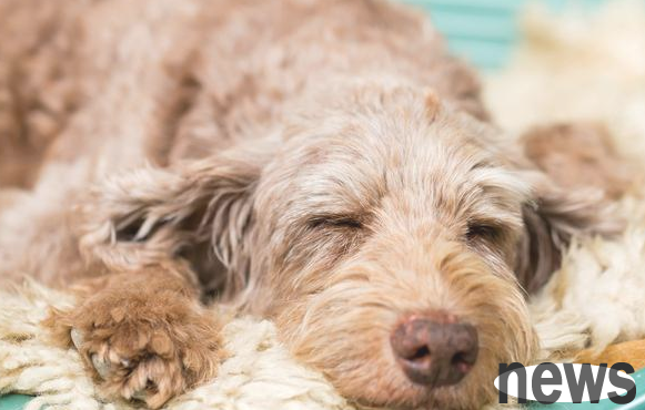 When you don t want to lose your life, when your dog is 7-13 years old, please do these 5 things well
