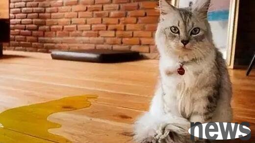 What s wrong with cats suddenly urinating and defecating everywhere? Does anyone know?